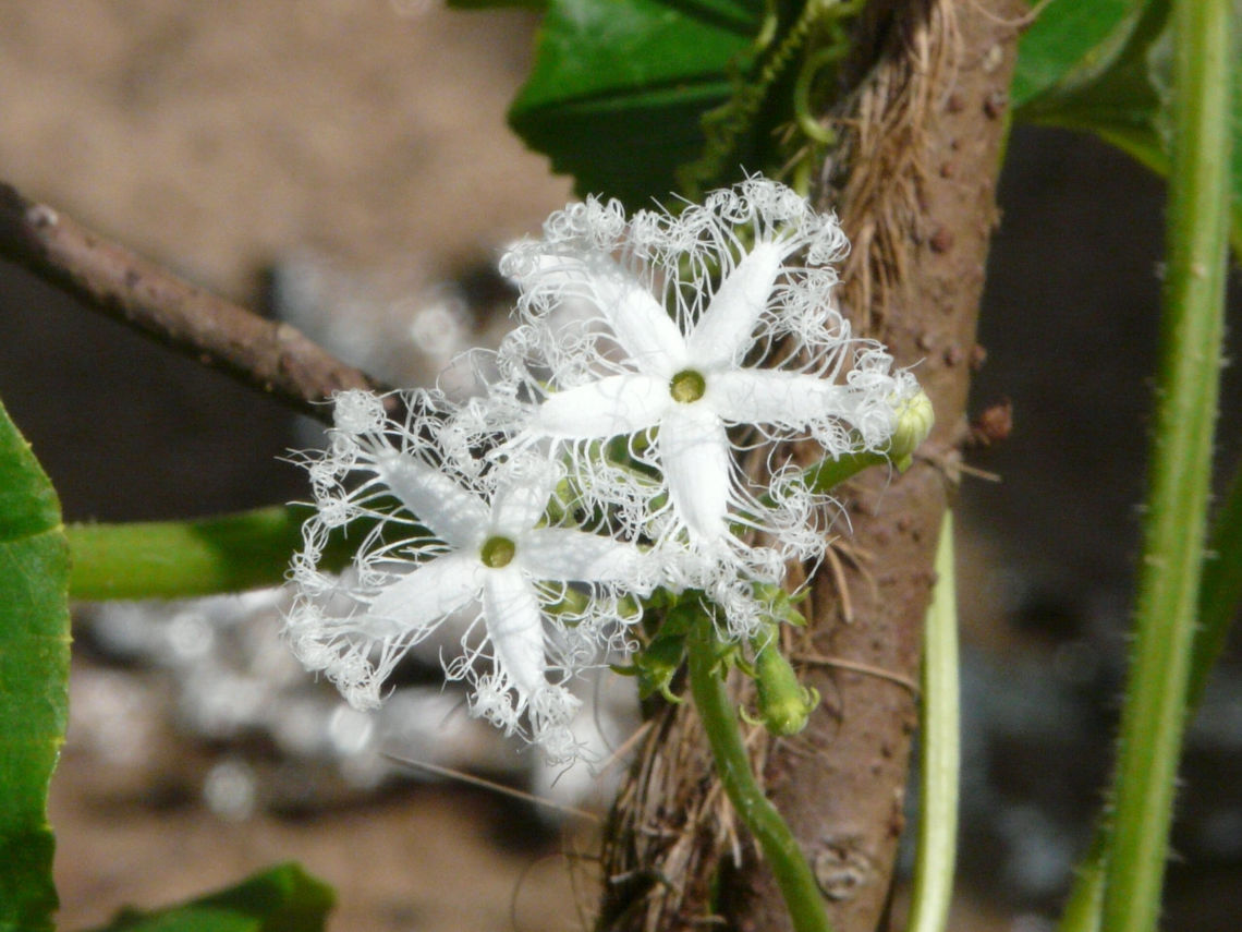 fleurs blanches bd